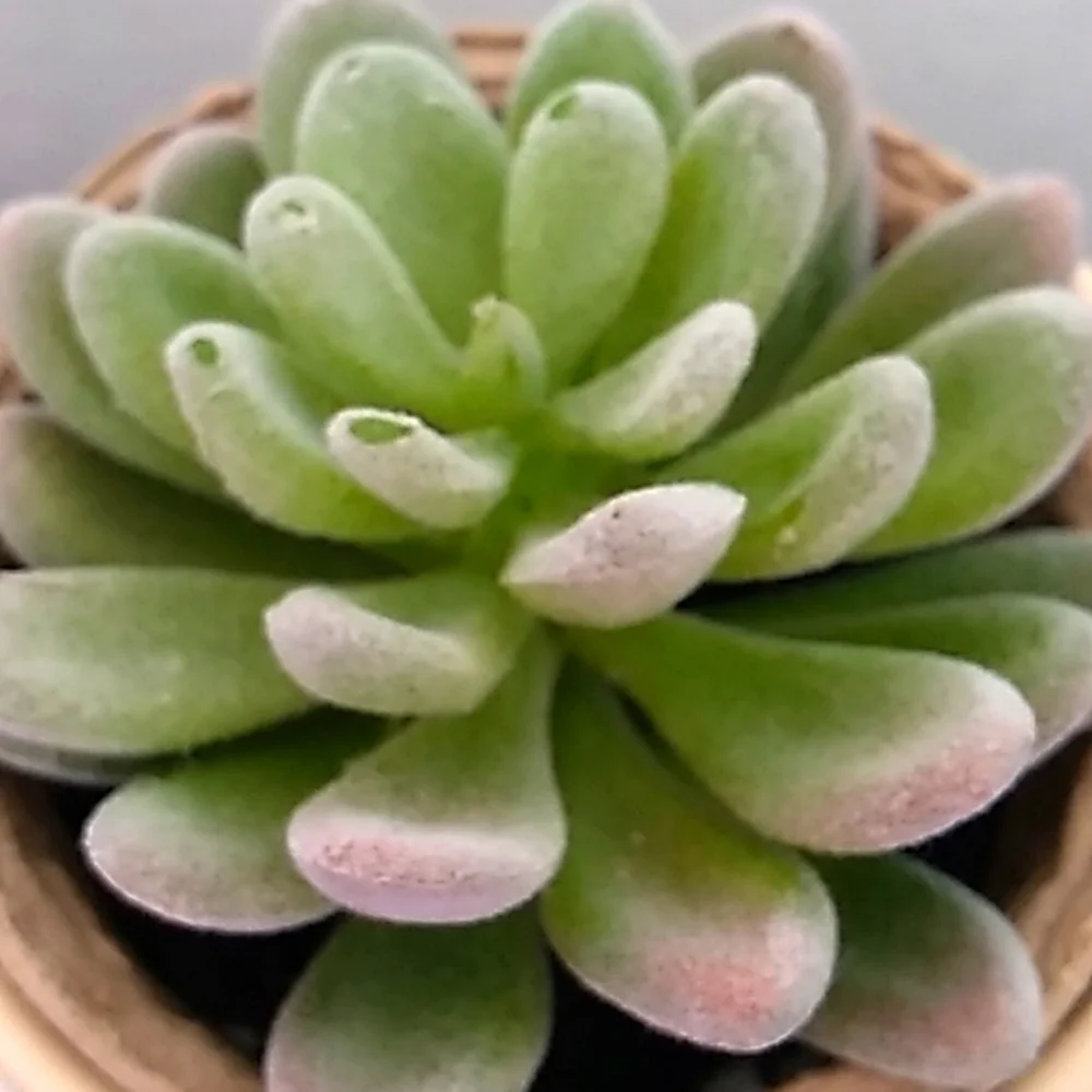 Succulent in a ceramic pot